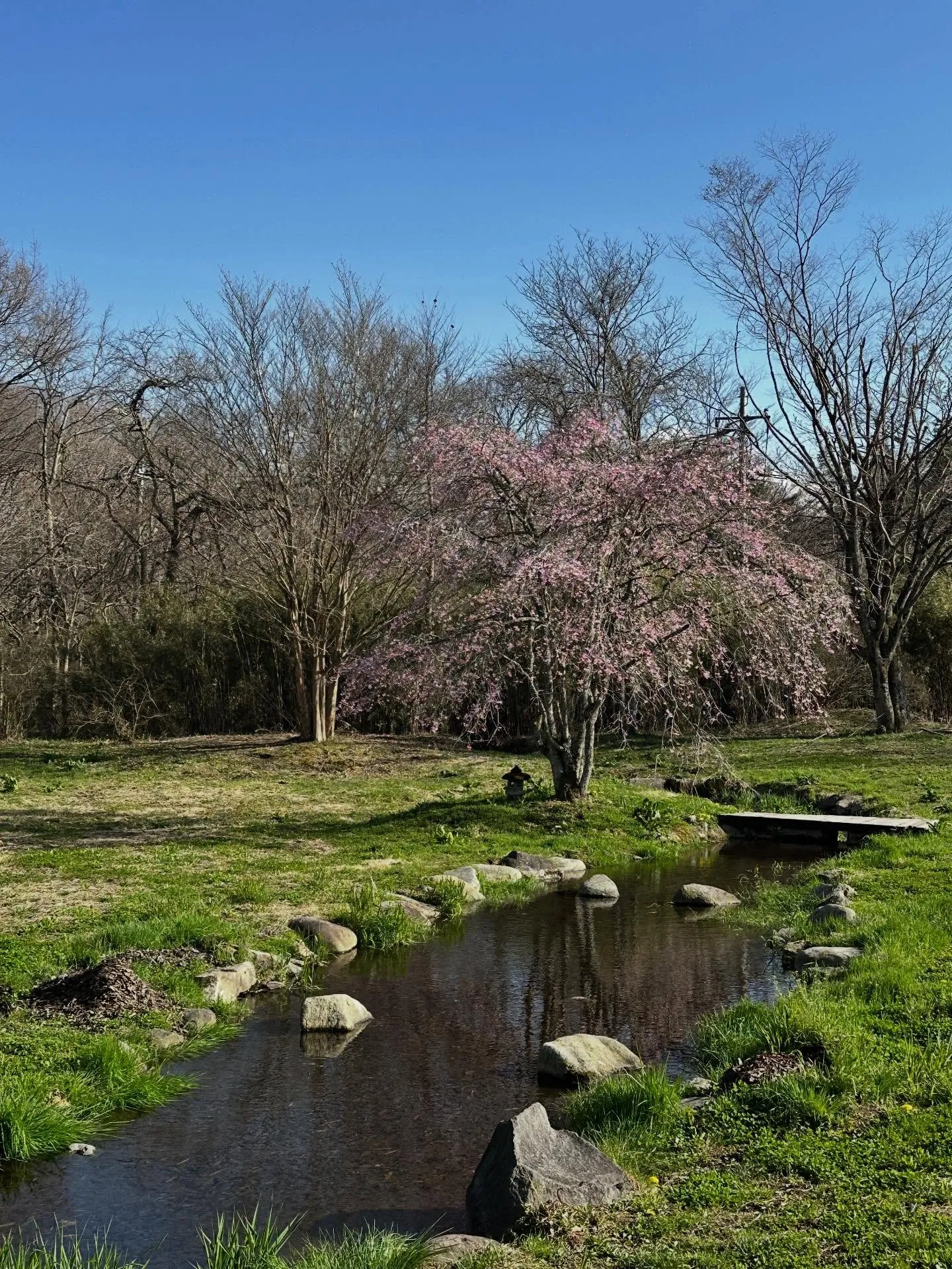 見頃を迎えました。