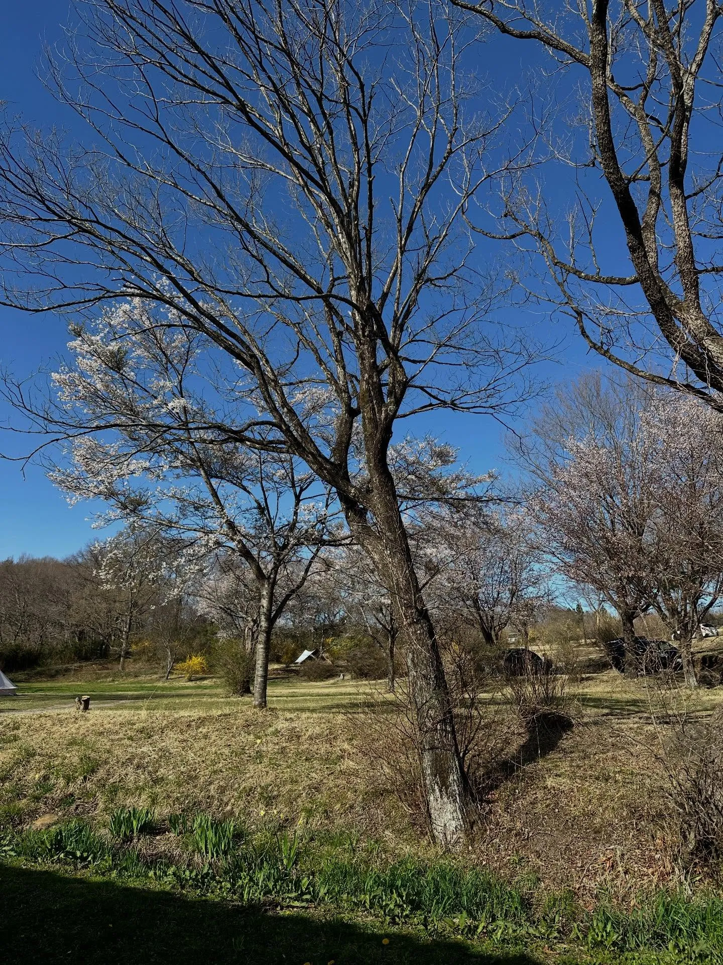 見頃を迎えました。